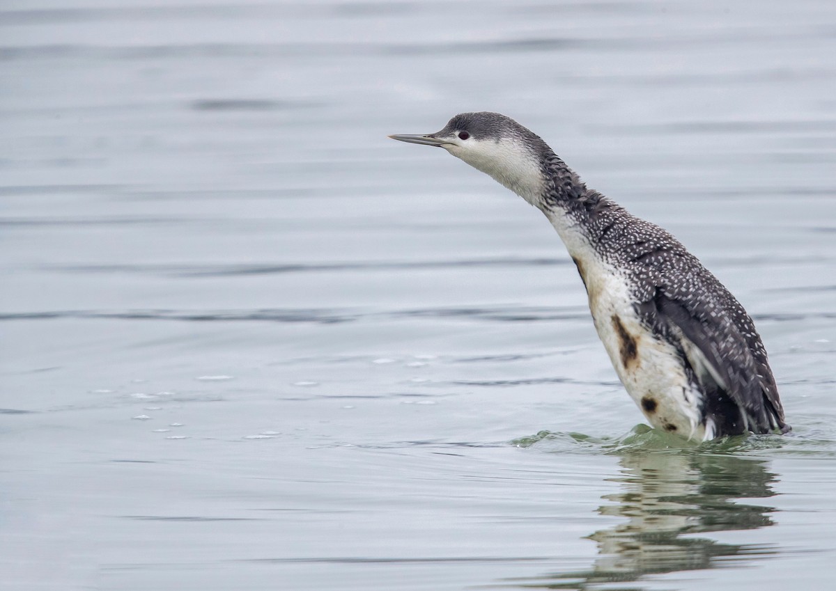 Red-throated Loon - 浙江 重要鸟讯汇整