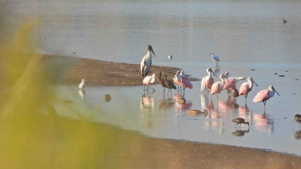 Wood Stork - ML534297391