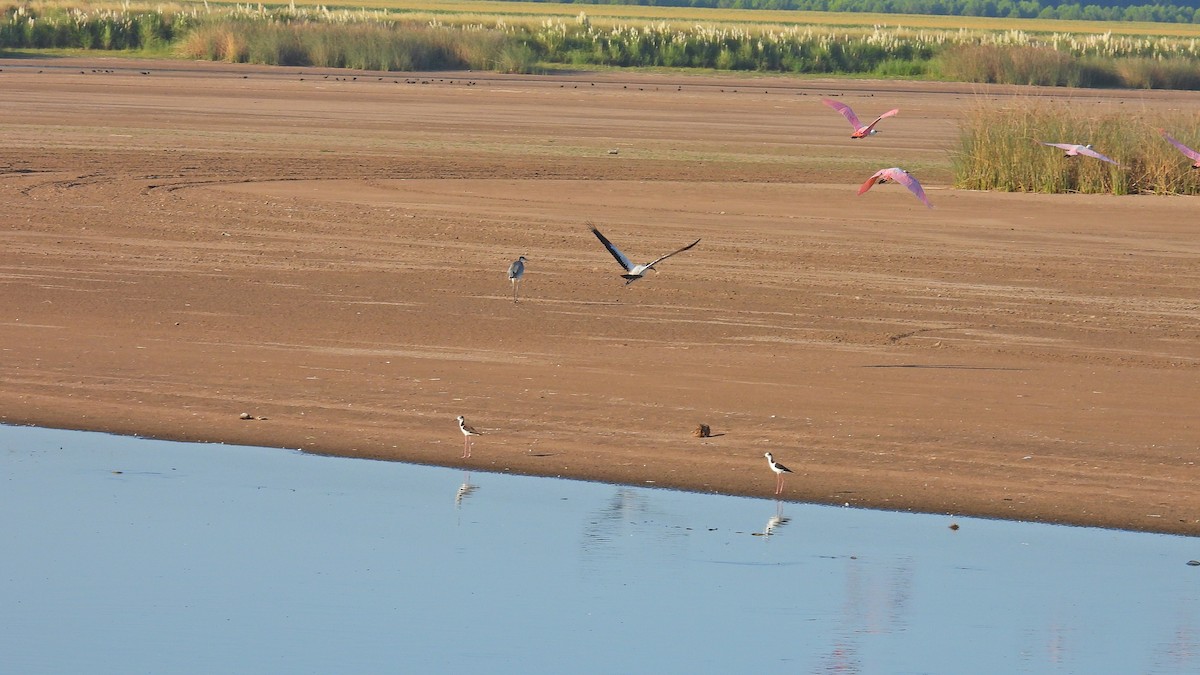 Wood Stork - ML534297401