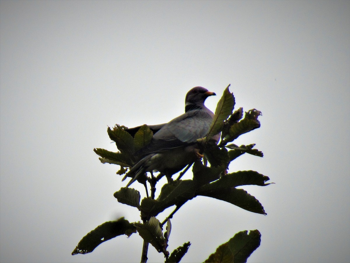 Band-tailed Pigeon - Oscar Bermúdez Collado