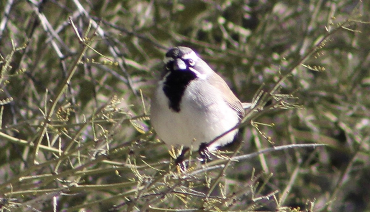 Black-throated Sparrow - ML534299041