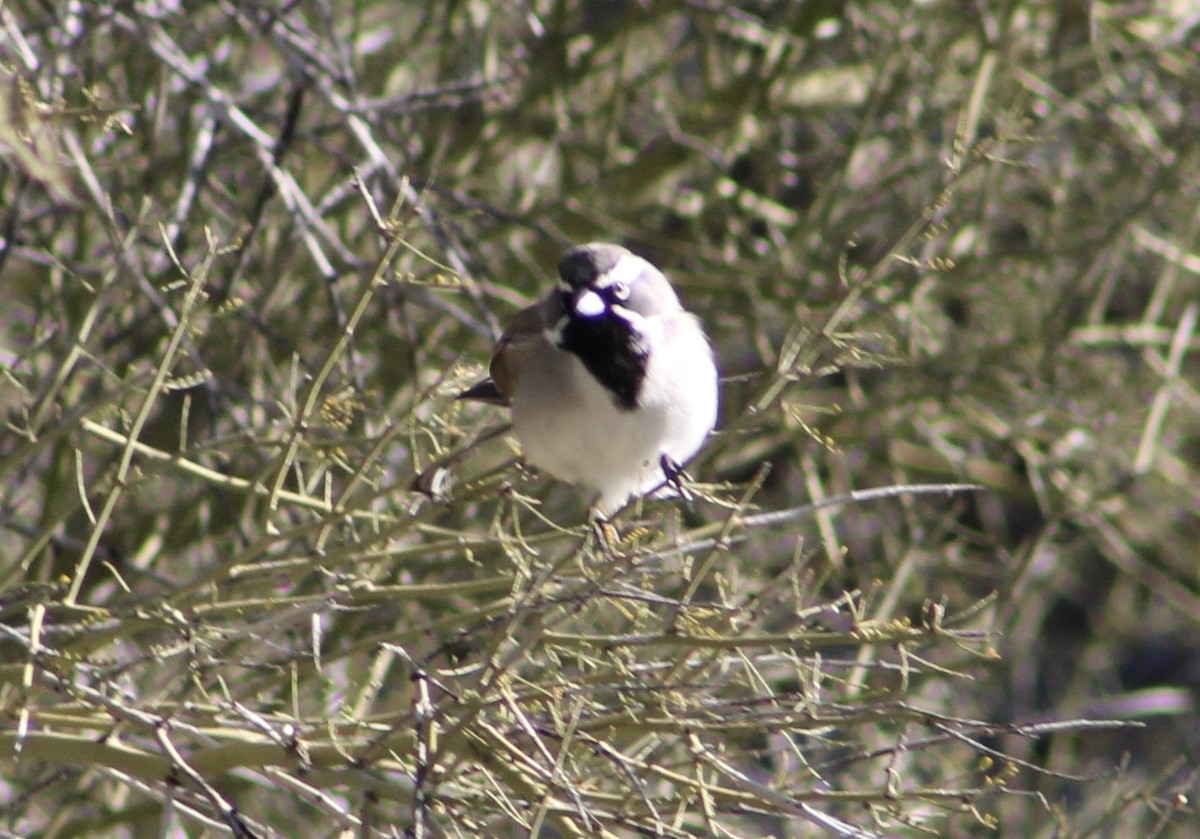 Black-throated Sparrow - ML534299051