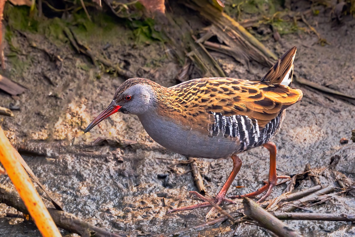 Water Rail - ML534299101