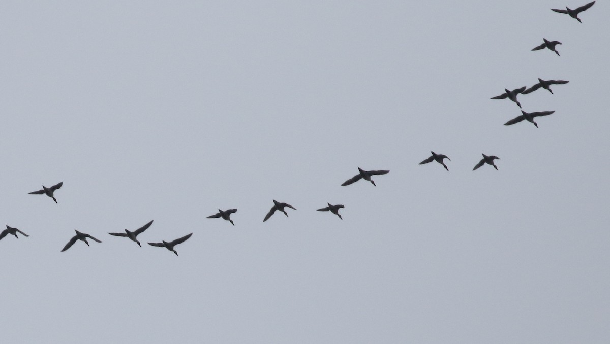 Northern Pintail - ML534299811