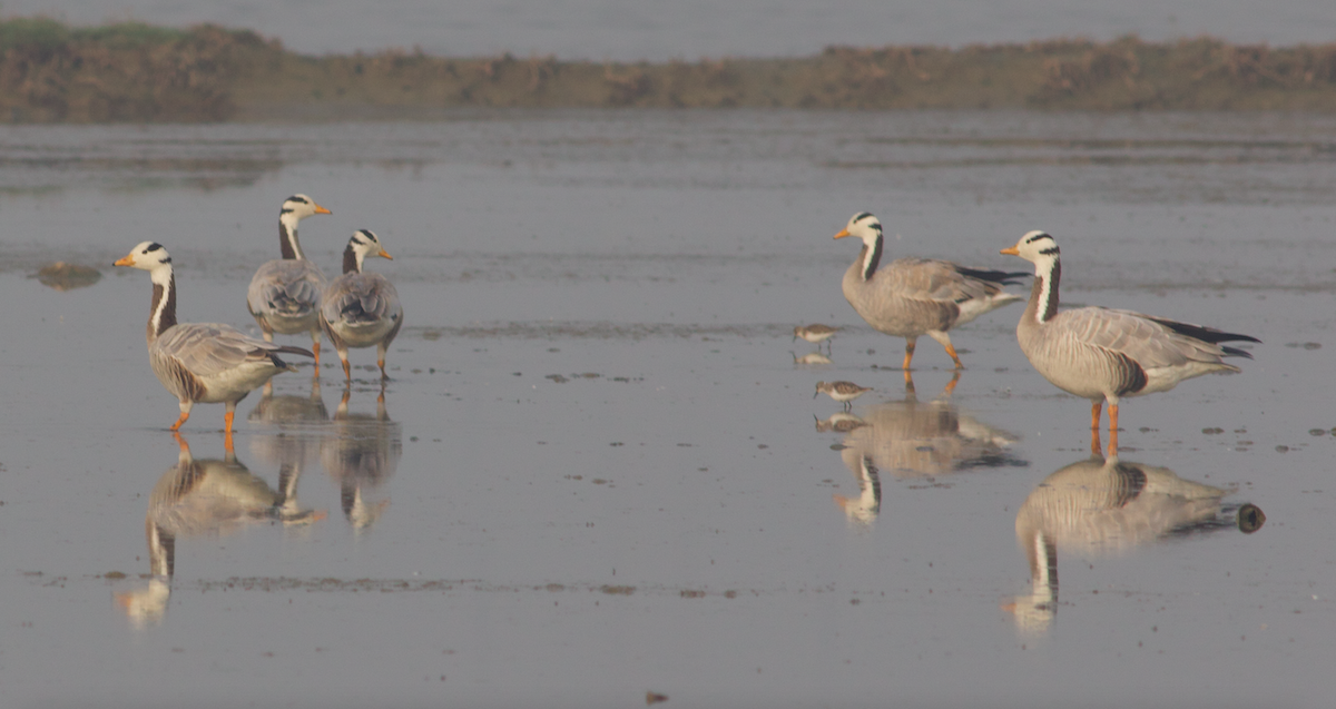 Bar-headed Goose - ML534300141