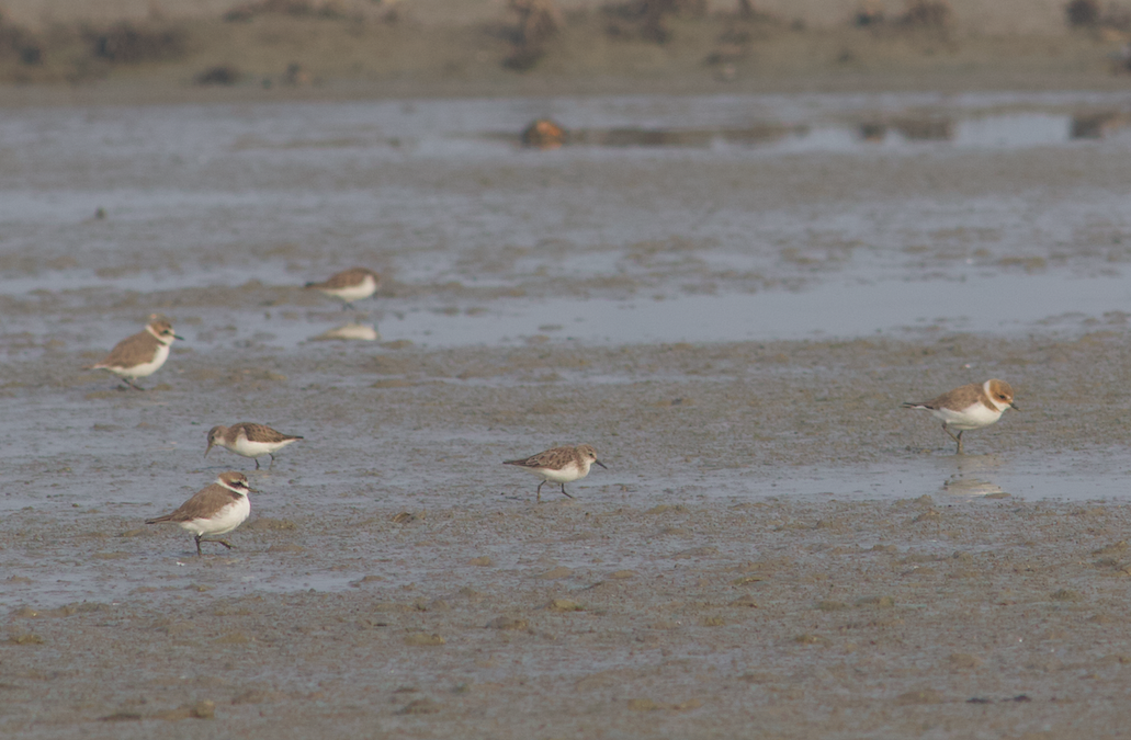 Kentish Plover - ML534300601