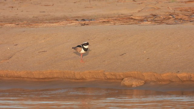 Pied Plover - ML534302261