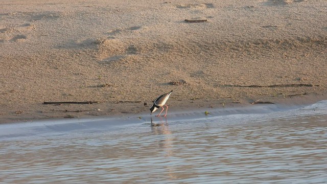 Pied Plover - ML534302281