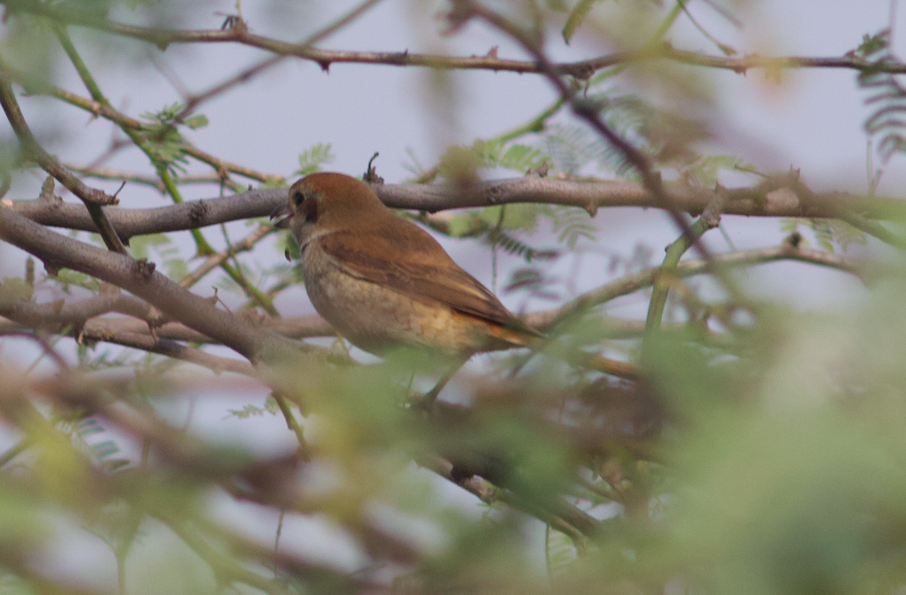 Brown Shrike - Kavi Nanda