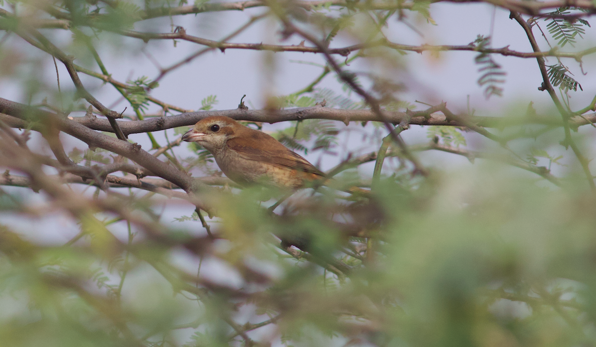 Brown Shrike - ML534302661