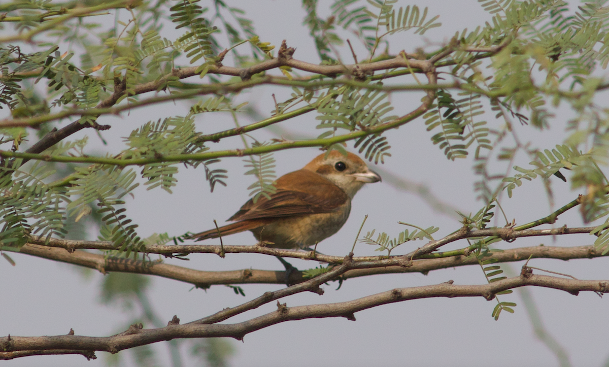 Brown Shrike - Kavi Nanda