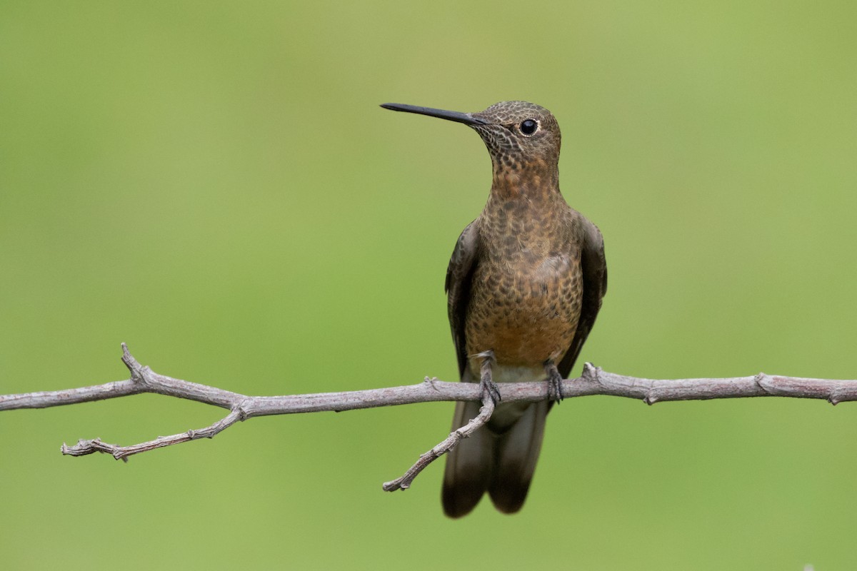 Giant Hummingbird - ML534304191