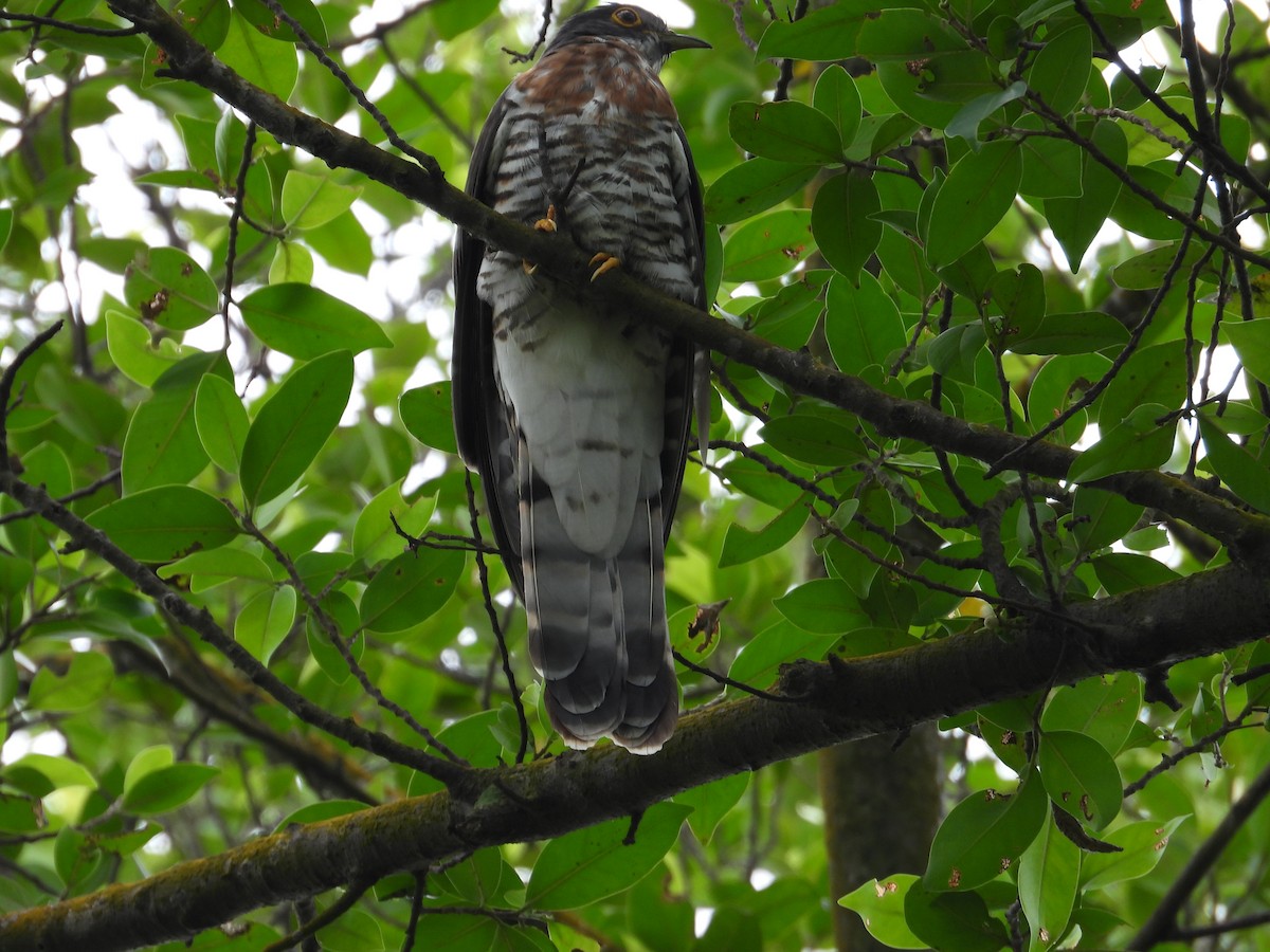 Large Hawk-Cuckoo - ML534304801