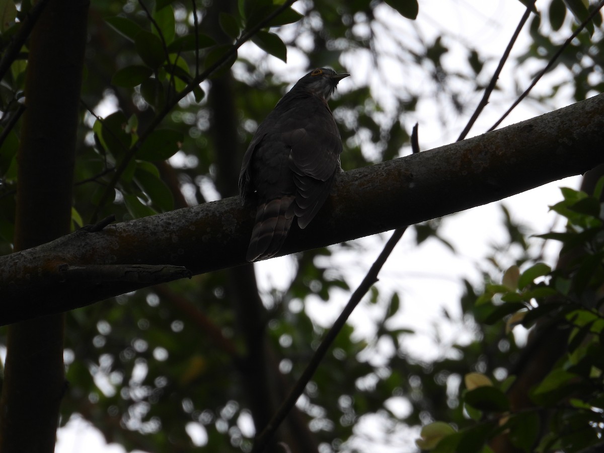 Large Hawk-Cuckoo - Nick 6978