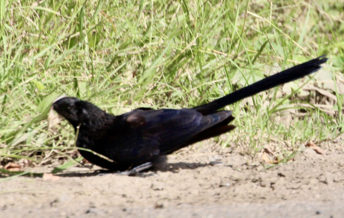 Smooth-billed Ani - ML534305941