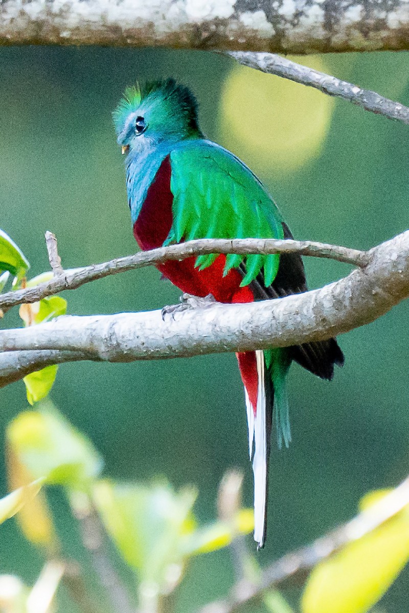 Quetzal resplendissant - ML534306031