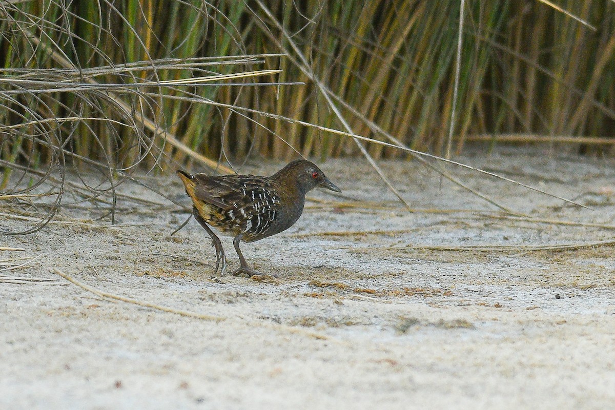 Dot-winged Crake - ML534306251