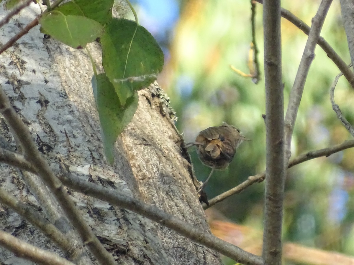 House Wren - José Ignacio Catalán Ruiz