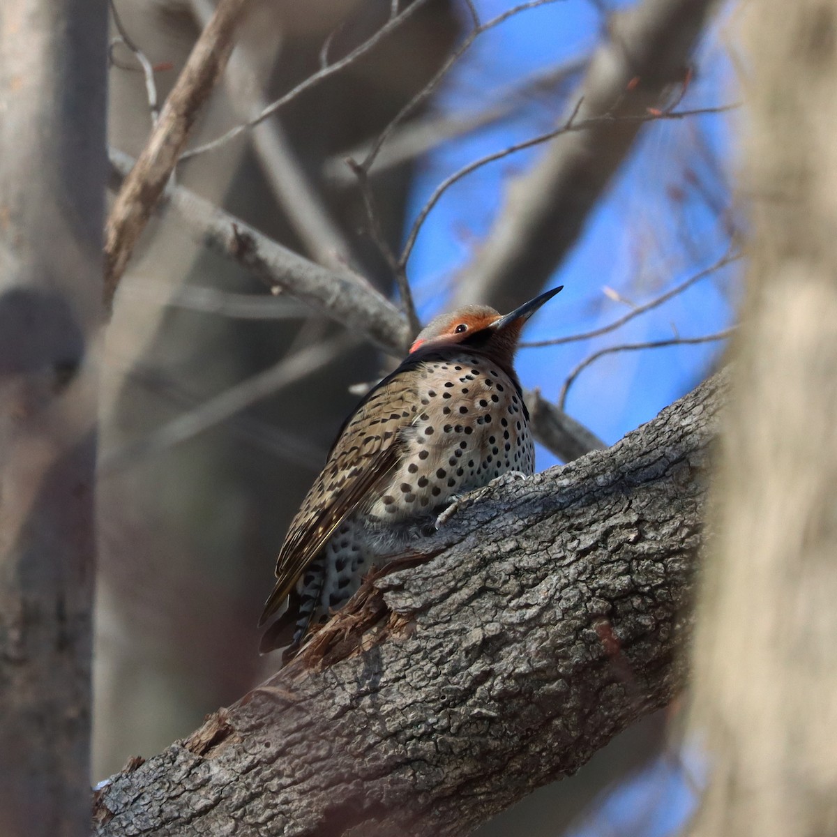 Northern Flicker - ML534309211