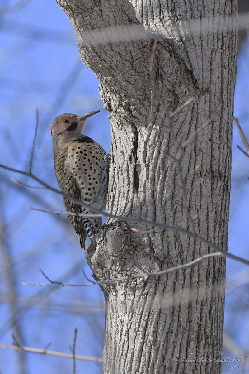 Northern Flicker - ML534309861