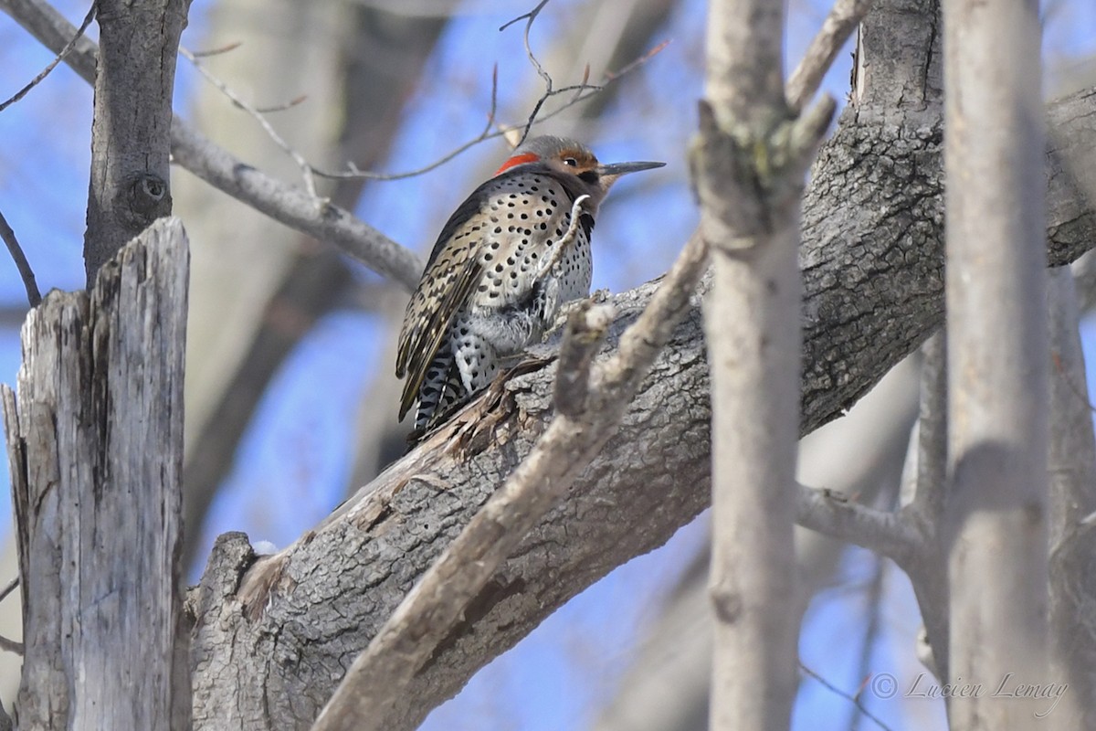 Northern Flicker - ML534309961