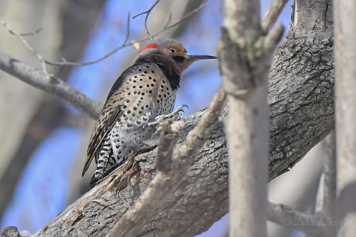 Northern Flicker - ML534310011