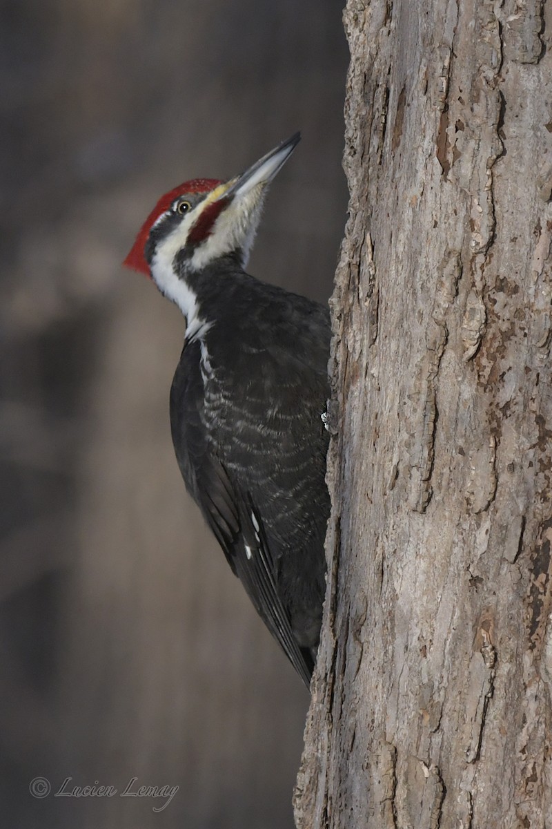 Pileated Woodpecker - Lucien Lemay
