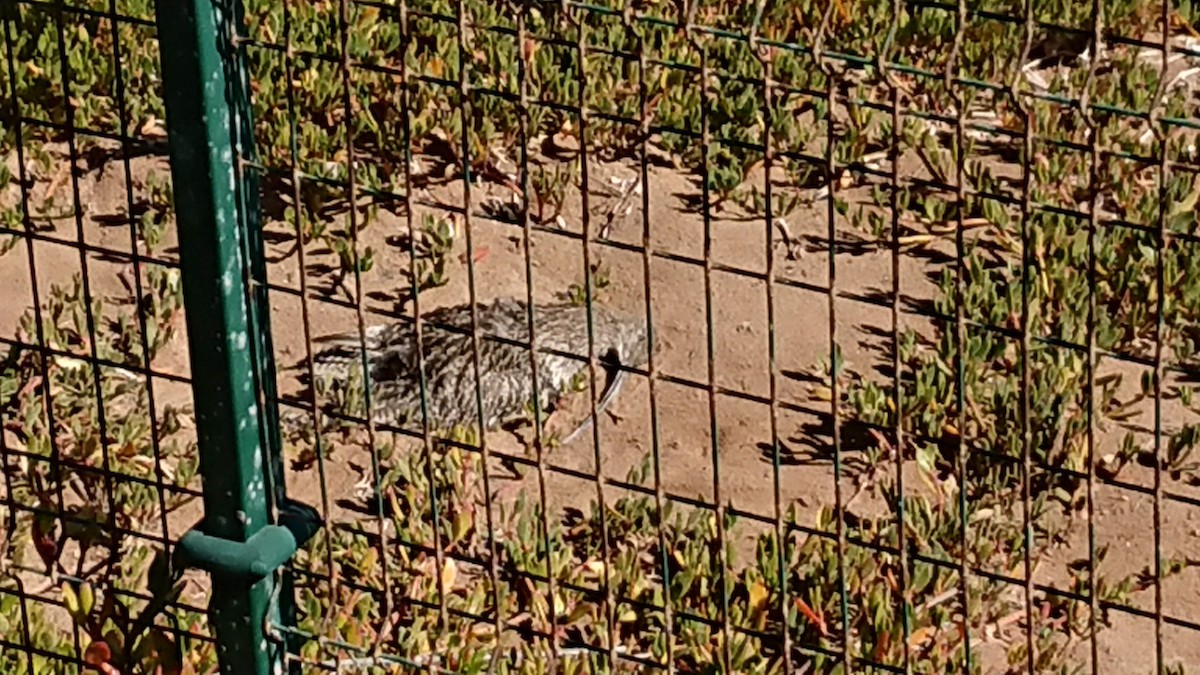 Eurasian Curlew - ML534310661