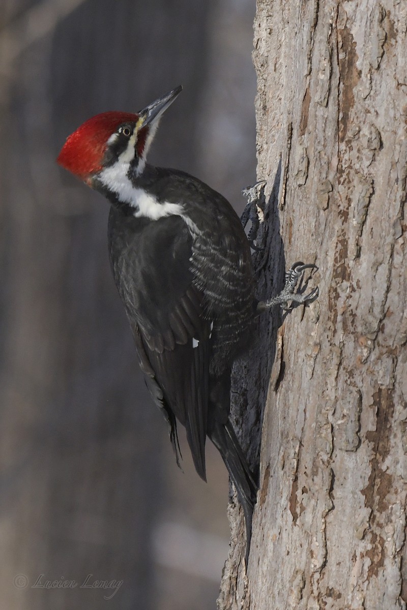 Pileated Woodpecker - Lucien Lemay