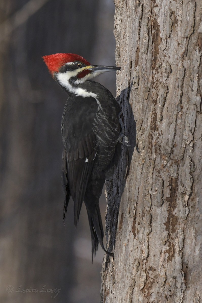Pileated Woodpecker - Lucien Lemay