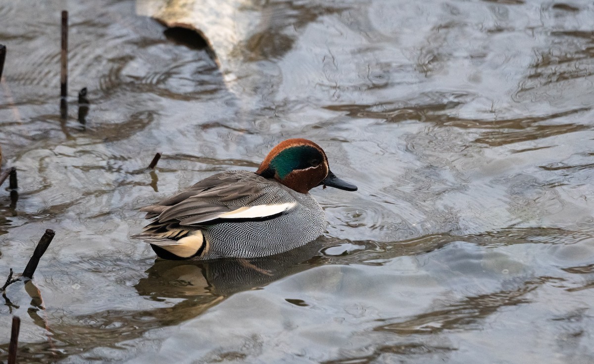 Green-winged Teal (Eurasian) - ML534310971