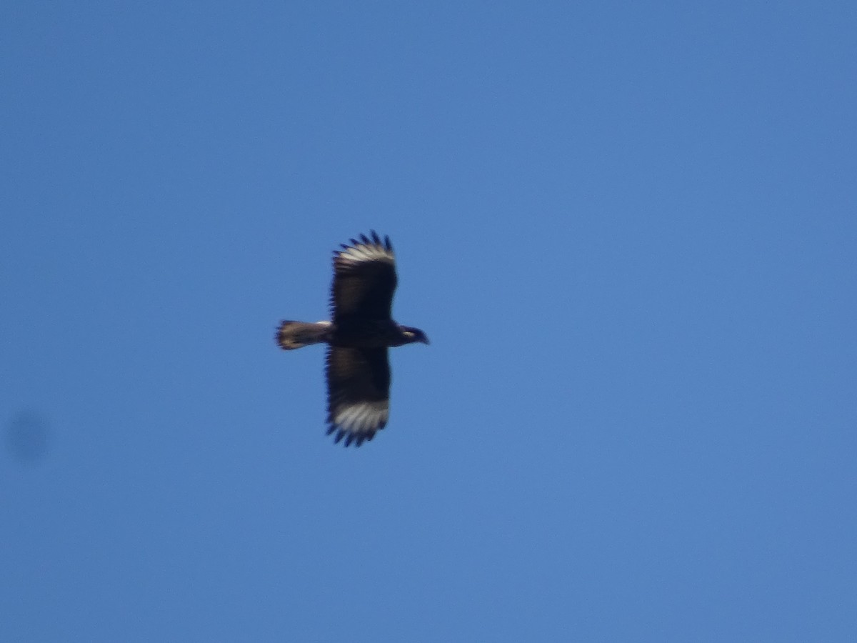 Caracara huppé - ML534311191