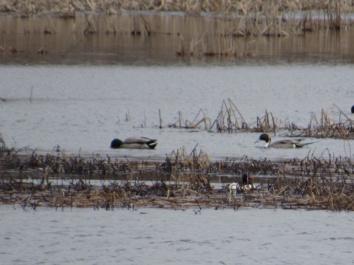 Northern Pintail - Mickey Ryan