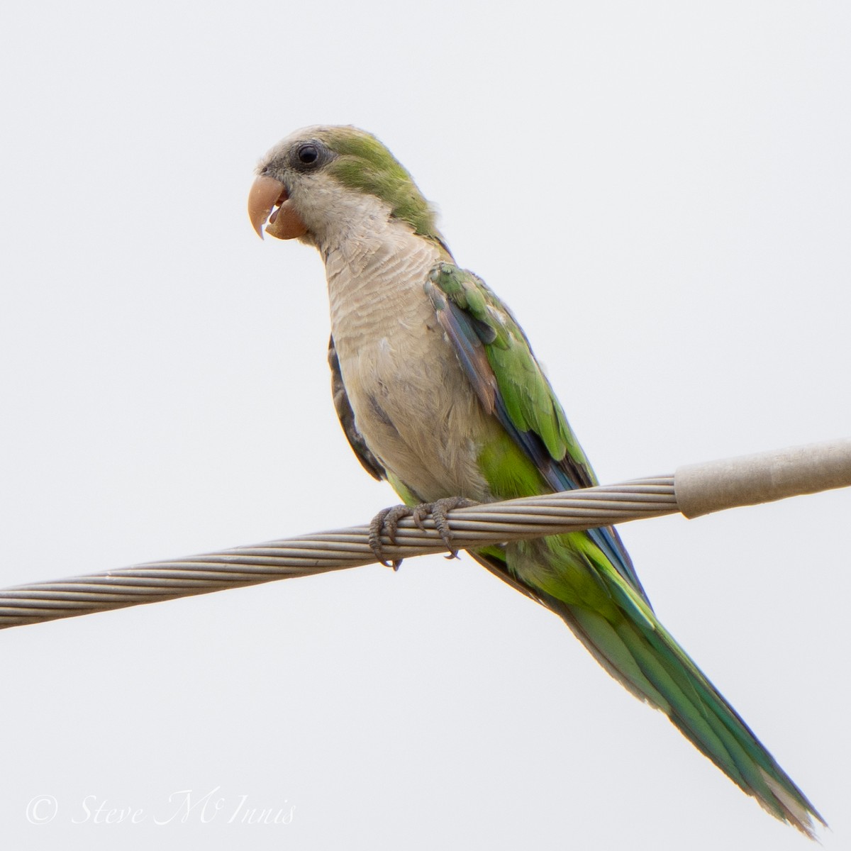 Monk Parakeet - ML534311881