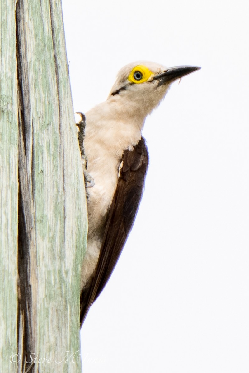 White Woodpecker - ML534312001