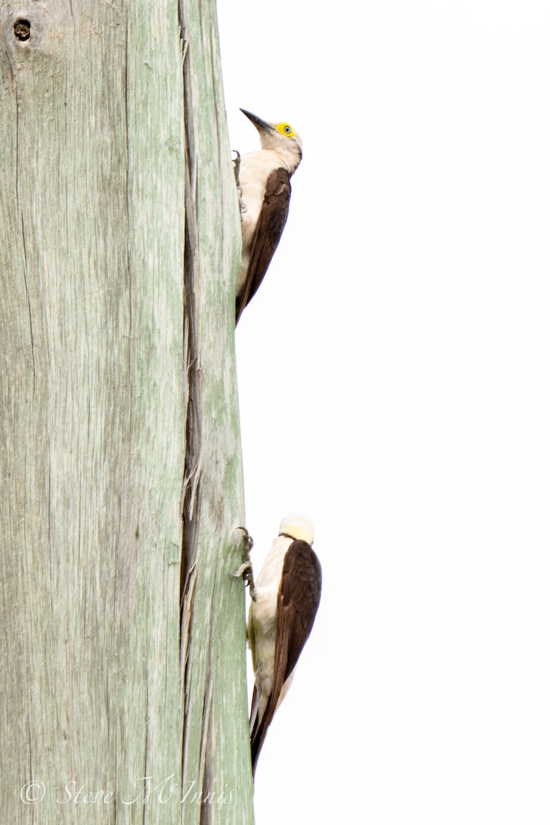 White Woodpecker - ML534312021