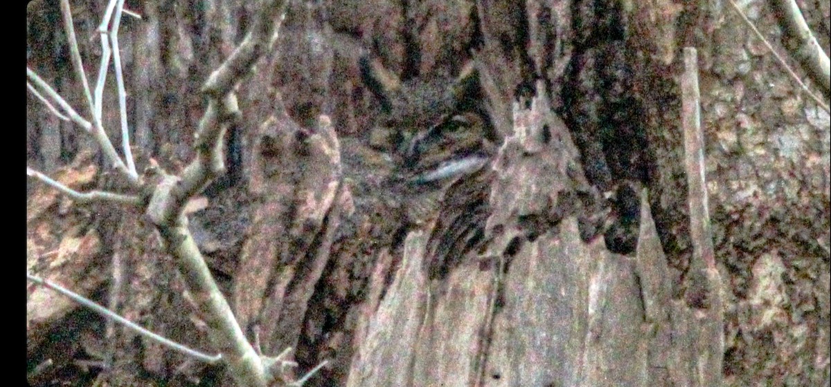 Great Horned Owl - ML534312811