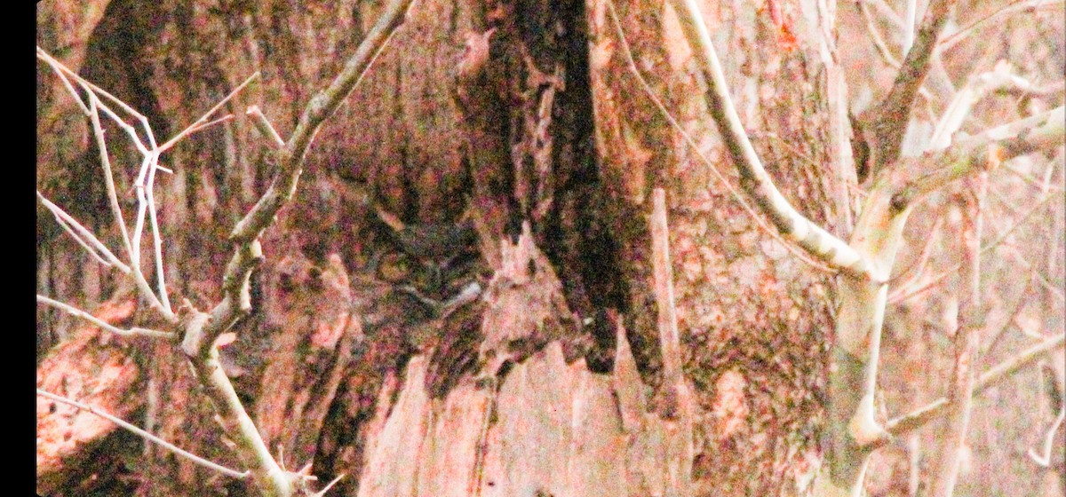 Great Horned Owl - ML534312821