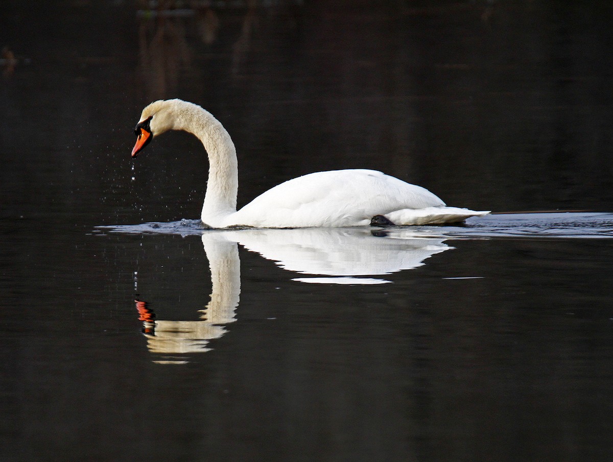 Mute Swan - Ronald Harrower