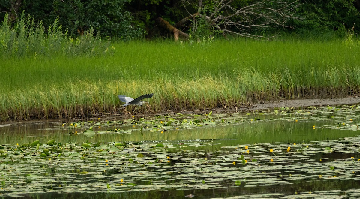 Gray Heron (Gray) - ML534314191