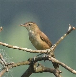 Booted Warbler - ML534314441