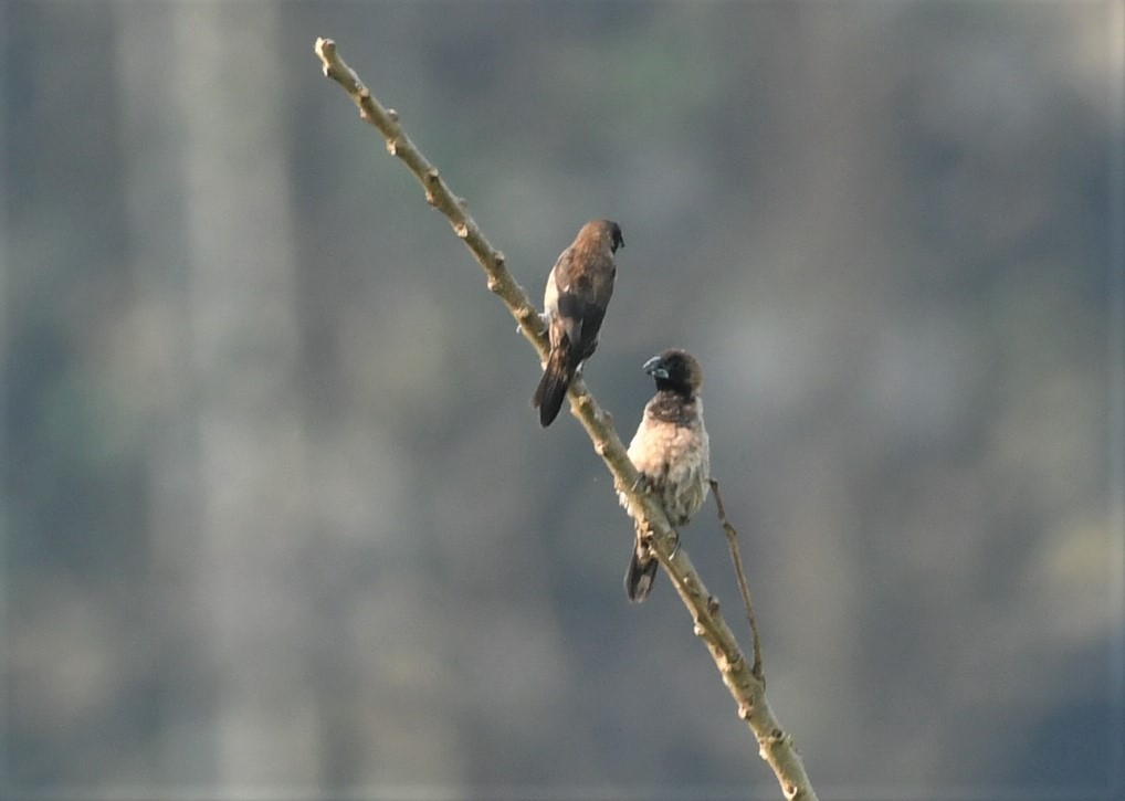 Black-throated Munia - ML534314531