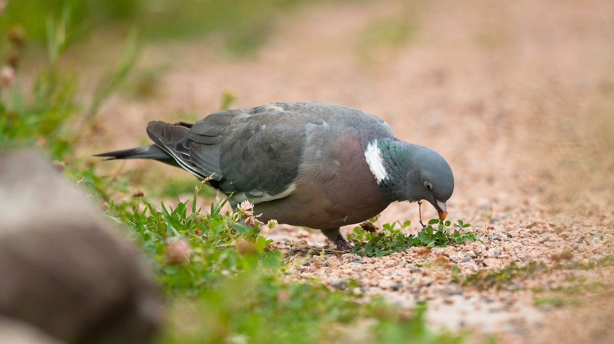 Common Wood-Pigeon (White-necked) - Eric Francois Roualet