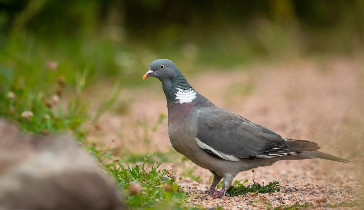 Common Wood-Pigeon (White-necked) - Eric Francois Roualet