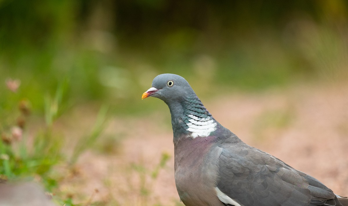 Common Wood-Pigeon (White-necked) - Eric Francois Roualet