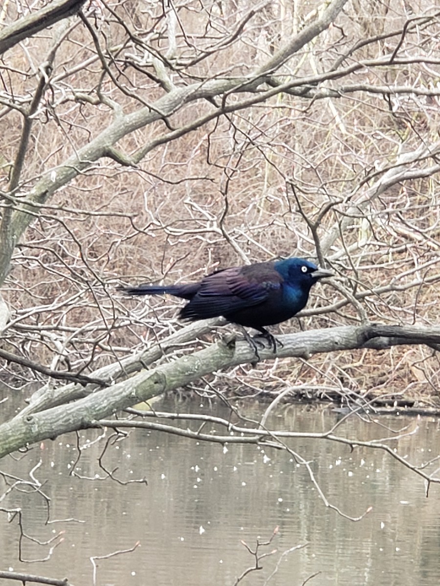 Common Grackle - ML534316021