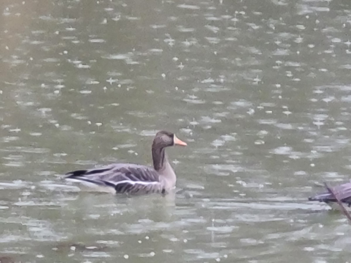 Greater White-fronted Goose - ML534316441