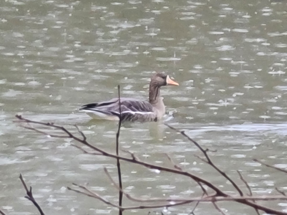 Greater White-fronted Goose - ML534316451