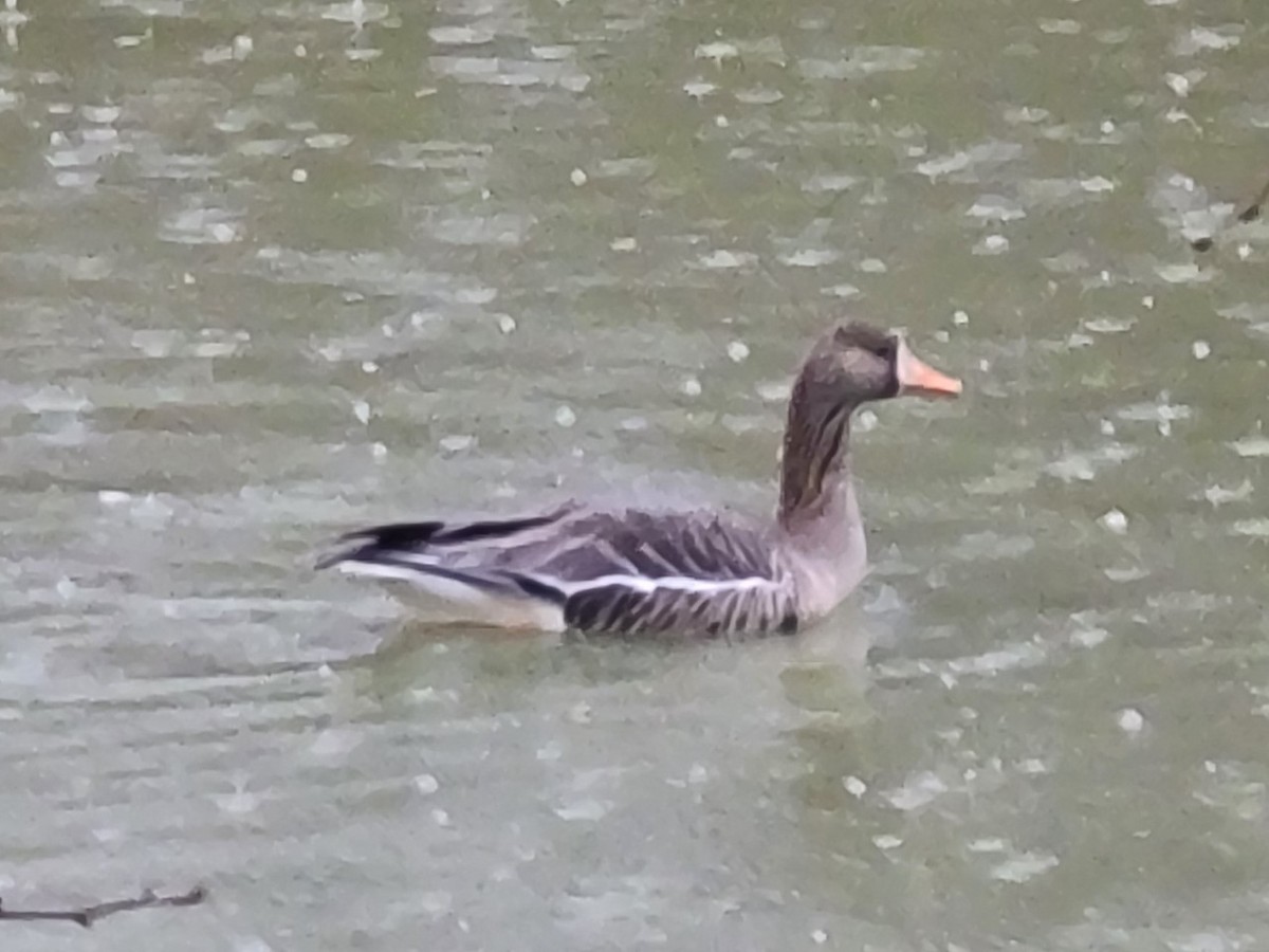 Greater White-fronted Goose - ML534316461