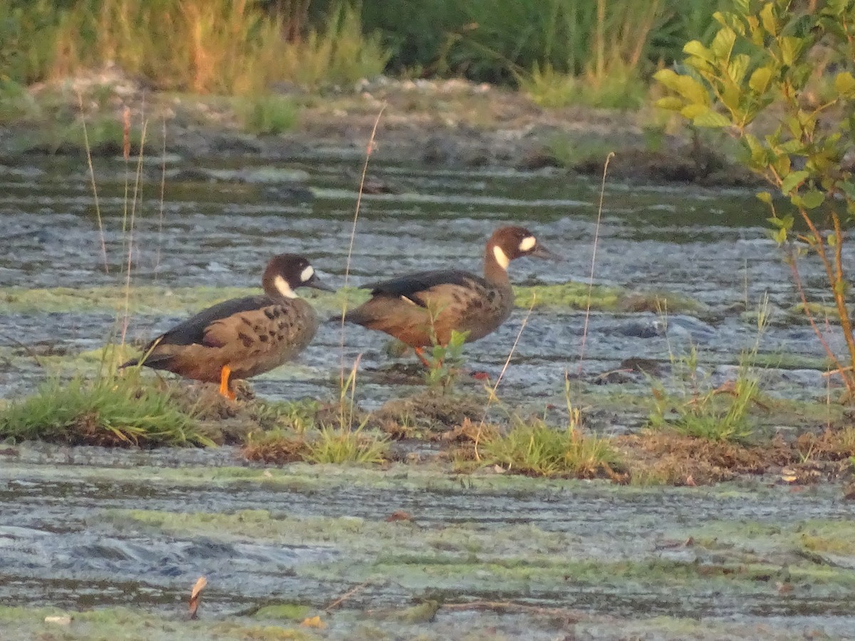 Spectacled Duck - ML534316511